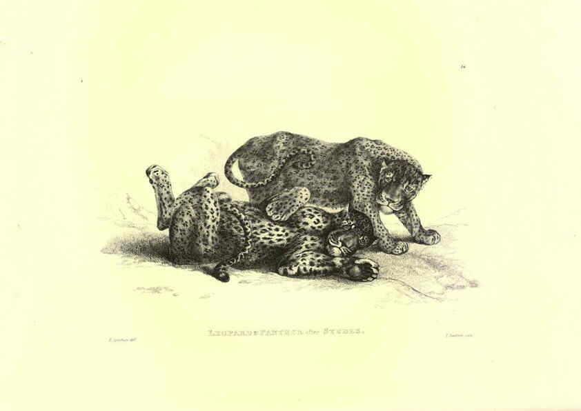 Reproducción/Reproduction 6306051884: Engravings of lions, tigers, panthers, leopards, dogs, &c. London,H.G. Bohn,1853