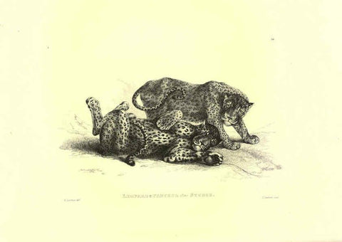 Reproducción/Reproduction 6306051884: Engravings of lions, tigers, panthers, leopards, dogs, &c. London,H.G. Bohn,1853