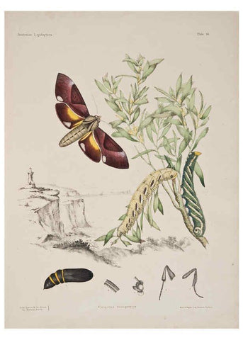 Reproducción/Reproduction 6305430015: Australian lepidoptera and their transformations, drawn from the life. v.2. London :John van Voorst,1864, 1890-1898