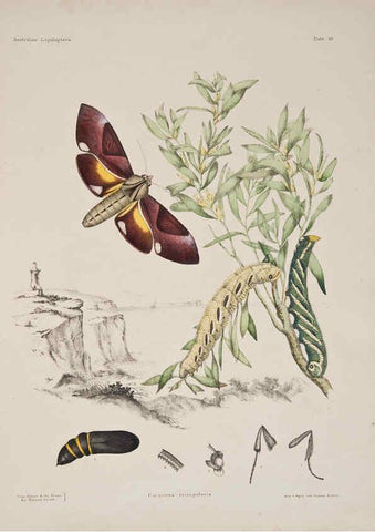 Reproducción/Reproduction 6305430015: Australian lepidoptera and their transformations, drawn from the life. v.2. London :John van Voorst,1864, 1890-1898