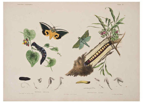 Reproducción/Reproduction 6305430197: Australian lepidoptera and their transformations, drawn from the life. v.2. London :John van Voorst,1864, 1890-1898