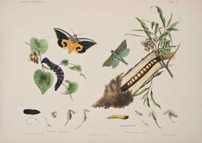 Reproducción/Reproduction 6305430197: Australian lepidoptera and their transformations, drawn from the life. v.2. London :John van Voorst,1864, 1890-1898