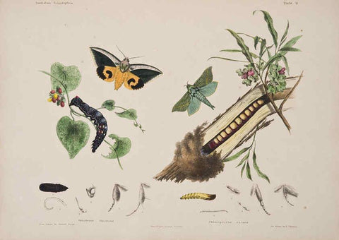 Reproducción/Reproduction 6305430197: Australian lepidoptera and their transformations, drawn from the life. v.2. London :John van Voorst,1864, 1890-1898