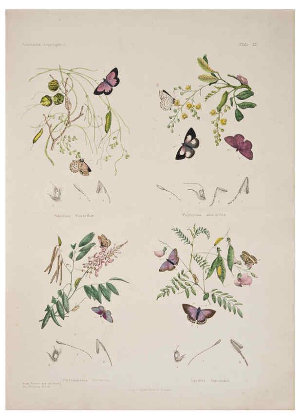 Reproducción/Reproduction 6305954816: Australian lepidoptera and their transformations, drawn from the life. v.2. London :John van Voorst,1864, 1890-1898