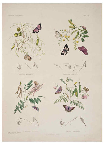 Reproducción/Reproduction 6305954816: Australian lepidoptera and their transformations, drawn from the life. v.2. London :John van Voorst,1864, 1890-1898