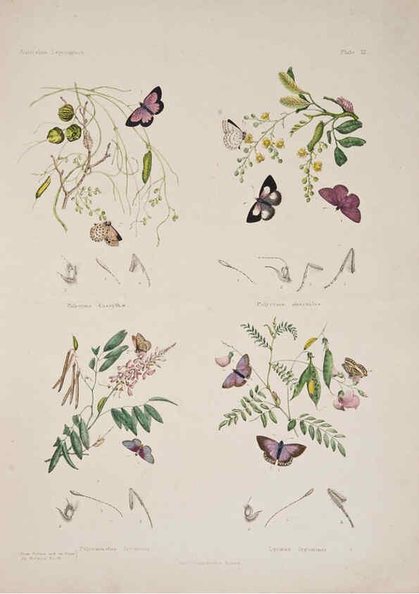 Reproducción/Reproduction 6305954816: Australian lepidoptera and their transformations, drawn from the life. v.2. London :John van Voorst,1864, 1890-1898