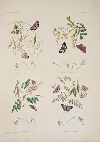 Reproducción/Reproduction 6305954816: Australian lepidoptera and their transformations, drawn from the life. v.2. London :John van Voorst,1864, 1890-1898