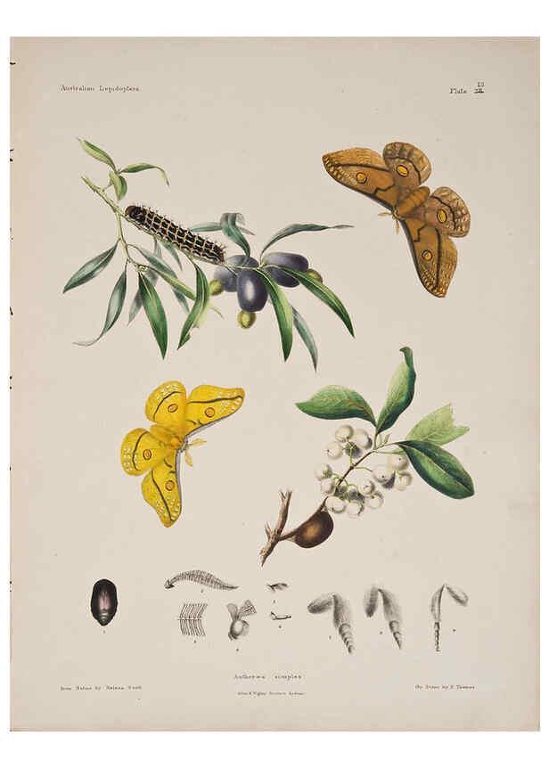 Reproducción/Reproduction 6305954986: Australian lepidoptera and their transformations, drawn from the life. v.2. London :John van Voorst,1864, 1890-1898