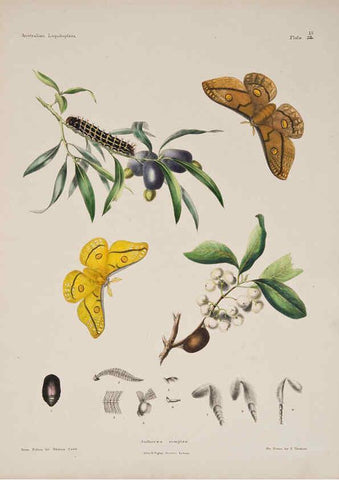 Reproducción/Reproduction 6305954986: Australian lepidoptera and their transformations, drawn from the life. v.2. London :John van Voorst,1864, 1890-1898
