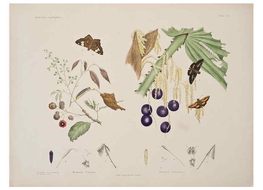 Reproducción/Reproduction 6305955174: Australian lepidoptera and their transformations, drawn from the life. v.2. London :John van Voorst,1864, 1890-1898