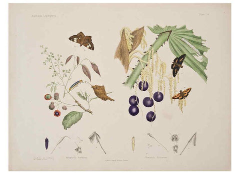 Reproducción/Reproduction 6305955174: Australian lepidoptera and their transformations, drawn from the life. v.2. London :John van Voorst,1864, 1890-1898