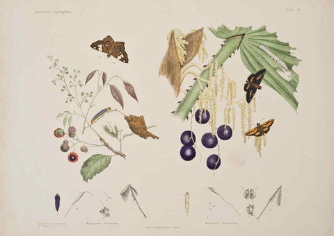 Reproducción/Reproduction 6305955174: Australian lepidoptera and their transformations, drawn from the life. v.2. London :John van Voorst,1864, 1890-1898