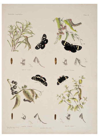 Reproducción/Reproduction 6305955384: Australian lepidoptera and their transformations, drawn from the life. v.2. London :John van Voorst,1864, 1890-1898
