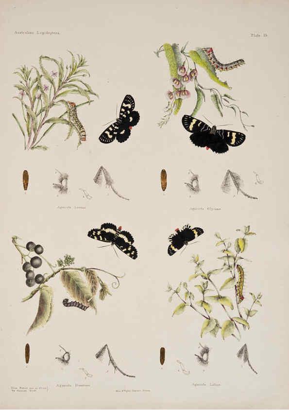Reproducción/Reproduction 6305955384: Australian lepidoptera and their transformations, drawn from the life. v.2. London :John van Voorst,1864, 1890-1898