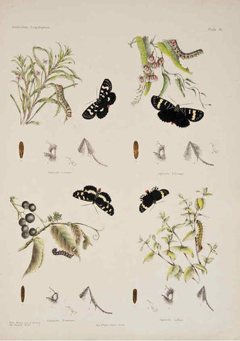 Reproducción/Reproduction 6305955384: Australian lepidoptera and their transformations, drawn from the life. v.2. London :John van Voorst,1864, 1890-1898