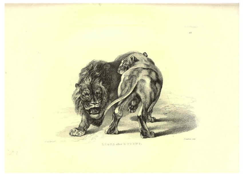 Reproducción/Reproduction 6306052052: Engravings of lions, tigers, panthers, leopards, dogs, &c. London,H.G. Bohn,1853