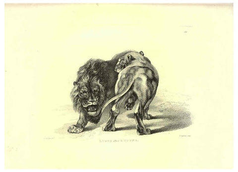 Reproducción/Reproduction 6306052052: Engravings of lions, tigers, panthers, leopards, dogs, &c. London,H.G. Bohn,1853
