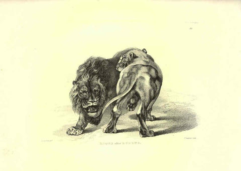 Reproducción/Reproduction 6306052052: Engravings of lions, tigers, panthers, leopards, dogs, &c. London,H.G. Bohn,1853
