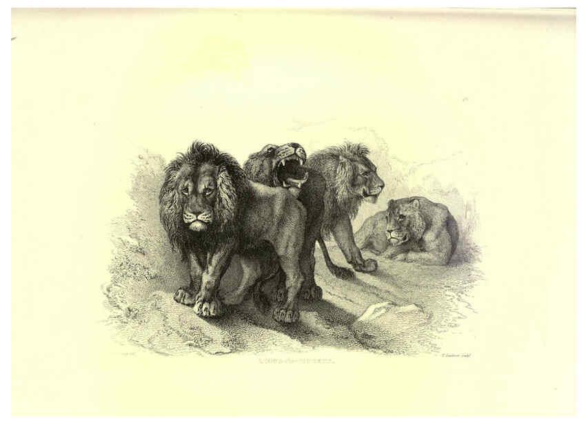 Reproducción/Reproduction 6306052224: Engravings of lions, tigers, panthers, leopards, dogs, &c. London,H.G. Bohn,1853