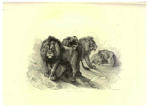 Reproducción/Reproduction 6306052224: Engravings of lions, tigers, panthers, leopards, dogs, &c. London,H.G. Bohn,1853