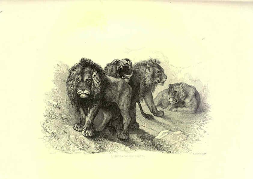 Reproducción/Reproduction 6306052224: Engravings of lions, tigers, panthers, leopards, dogs, &c. London,H.G. Bohn,1853