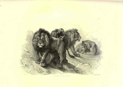 Reproducción/Reproduction 6306052224: Engravings of lions, tigers, panthers, leopards, dogs, &c. London,H.G. Bohn,1853