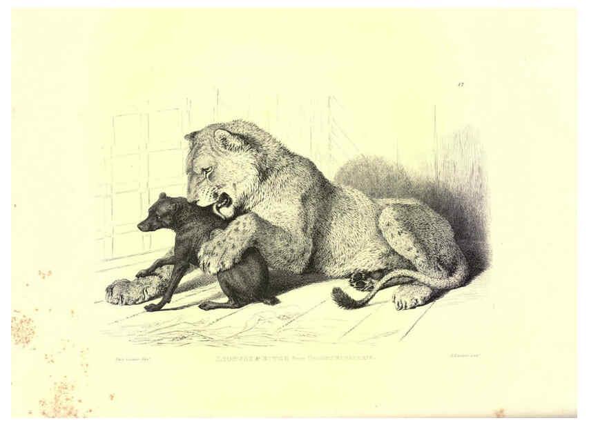 Reproducción/Reproduction 6306052412: Engravings of lions, tigers, panthers, leopards, dogs, &c. London,H.G. Bohn,1853