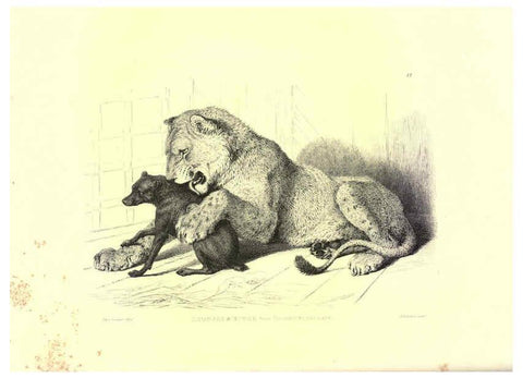 Reproducción/Reproduction 6306052412: Engravings of lions, tigers, panthers, leopards, dogs, &c. London,H.G. Bohn,1853