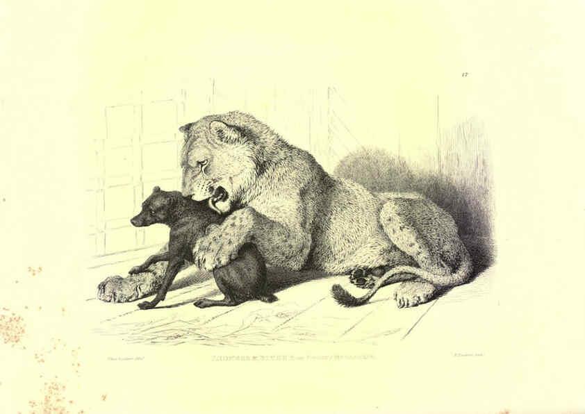 Reproducción/Reproduction 6306052412: Engravings of lions, tigers, panthers, leopards, dogs, &c. London,H.G. Bohn,1853