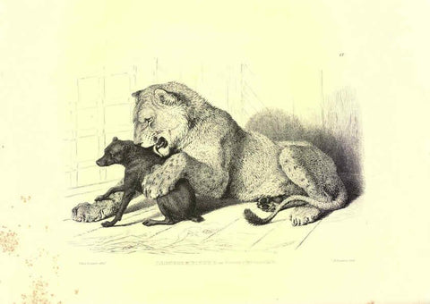 Reproducción/Reproduction 6306052412: Engravings of lions, tigers, panthers, leopards, dogs, &c. London,H.G. Bohn,1853