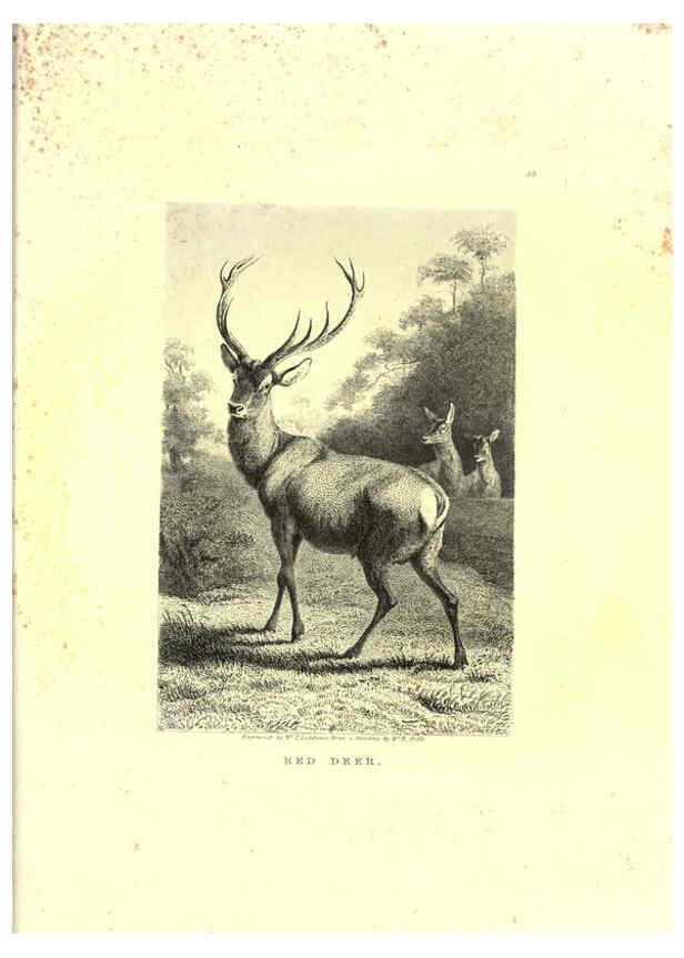 Reproducción/Reproduction 6305533029: Engravings of lions, tigers, panthers, leopards, dogs, &c. London,H.G. Bohn,1853