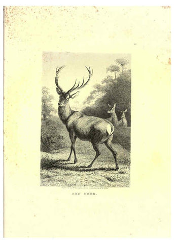 Reproducción/Reproduction 6305533029: Engravings of lions, tigers, panthers, leopards, dogs, &c. London,H.G. Bohn,1853