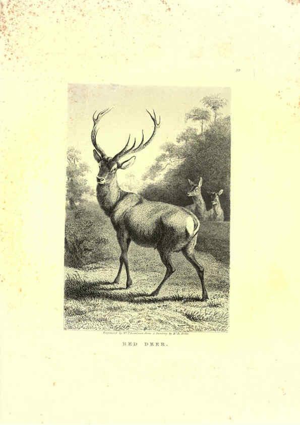 Reproducción/Reproduction 6305533029: Engravings of lions, tigers, panthers, leopards, dogs, &c. London,H.G. Bohn,1853