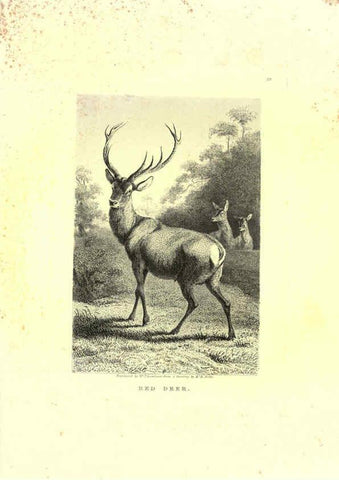 Reproducción/Reproduction 6305533029: Engravings of lions, tigers, panthers, leopards, dogs, &c. London,H.G. Bohn,1853