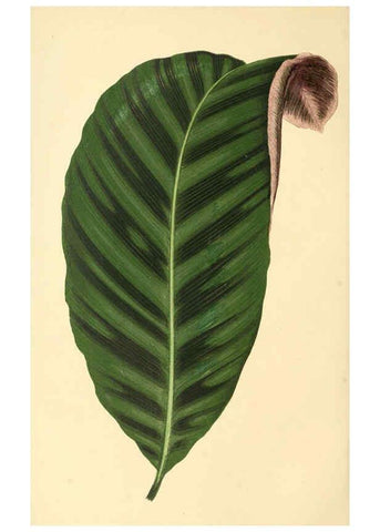 Reproducción/Reproduction 6306102374: Les plantes a feuillage coloré. v.1. Paris :Rothschild,1867-1870