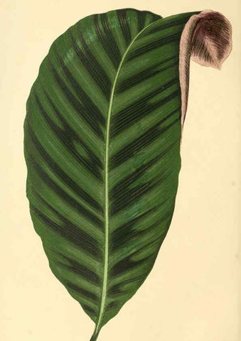 Reproducción/Reproduction 6306102374: Les plantes a feuillage coloré. v.1. Paris :Rothschild,1867-1870