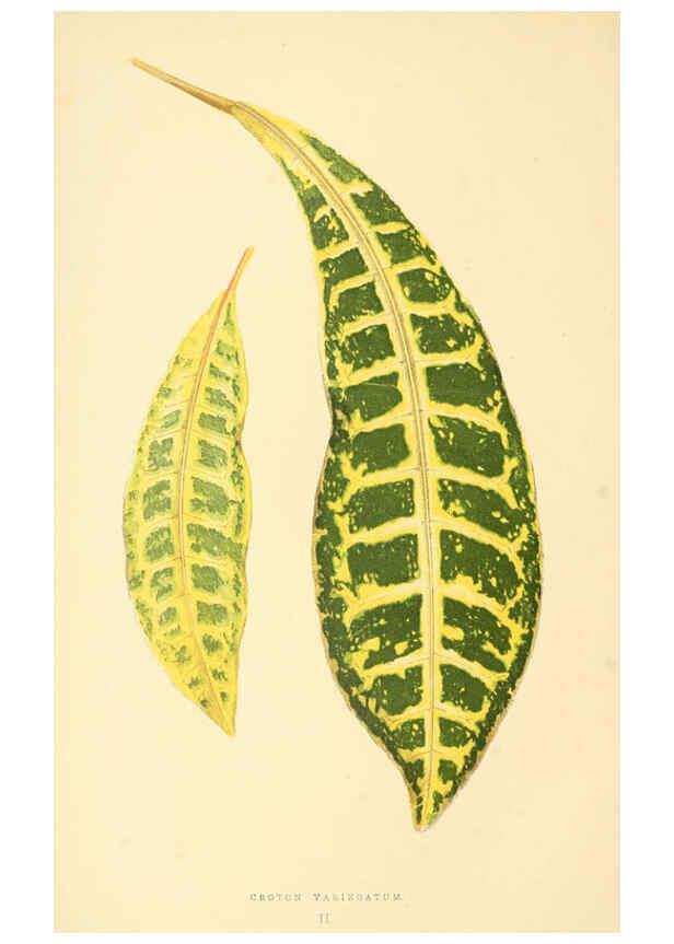 Reproducción/Reproduction 6306102562: Les plantes a feuillage coloré. v.1. Paris :Rothschild,1867-1870