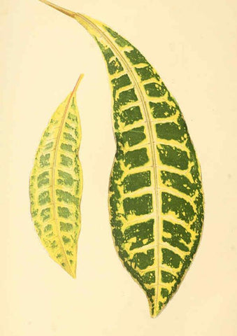 Reproducción/Reproduction 6306102562: Les plantes a feuillage coloré. v.1. Paris :Rothschild,1867-1870