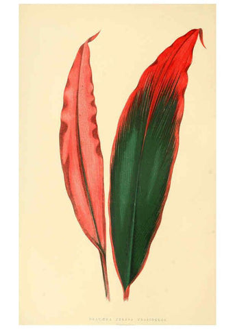 Reproducción/Reproduction 6305580095: Les plantes a feuillage coloré. v.1. Paris :Rothschild,1867-1870