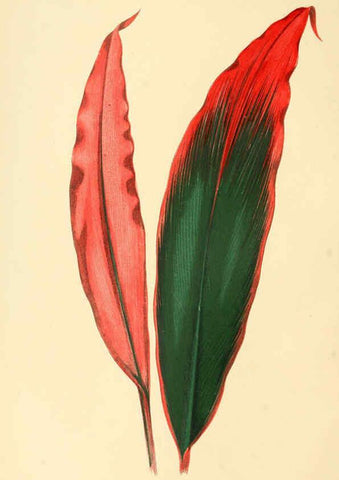 Reproducción/Reproduction 6305580095: Les plantes a feuillage coloré. v.1. Paris :Rothschild,1867-1870