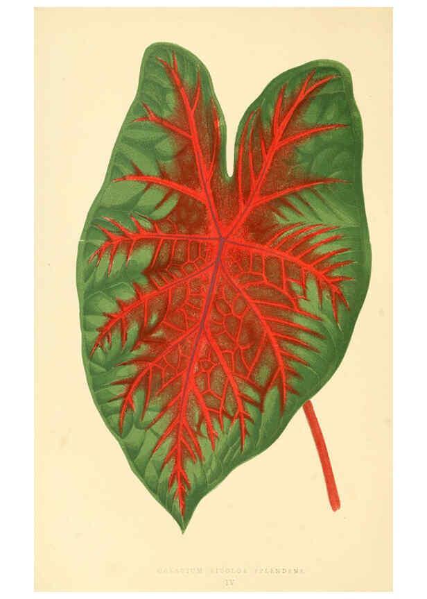 Reproducción/Reproduction 6305580339: Les plantes a feuillage coloré. v.1. Paris :Rothschild,1867-1870