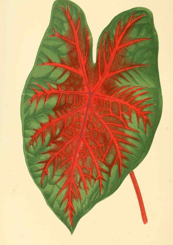Reproducción/Reproduction 6305580339: Les plantes a feuillage coloré. v.1. Paris :Rothschild,1867-1870