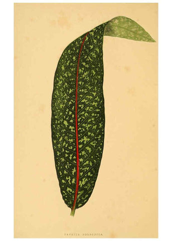 Reproducción/Reproduction 6305580519: Les plantes a feuillage coloré. v.1. Paris :Rothschild,1867-1870