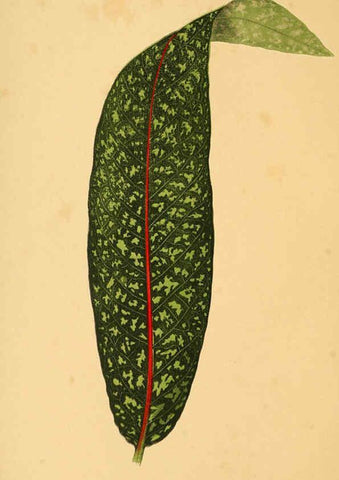 Reproducción/Reproduction 6305580519: Les plantes a feuillage coloré. v.1. Paris :Rothschild,1867-1870