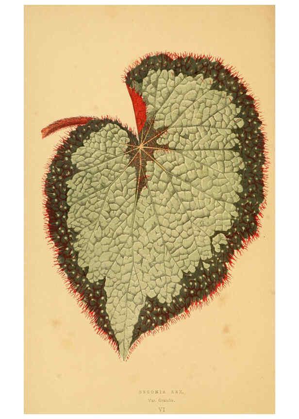 Reproducción/Reproduction 6305580679: Les plantes a feuillage coloré. v.1. Paris :Rothschild,1867-1870
