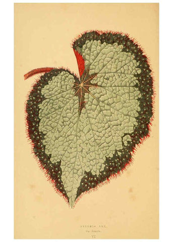 Reproducción/Reproduction 6305580679: Les plantes a feuillage coloré. v.1. Paris :Rothschild,1867-1870