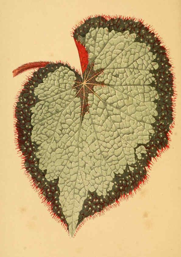 Reproducción/Reproduction 6305580679: Les plantes a feuillage coloré. v.1. Paris :Rothschild,1867-1870