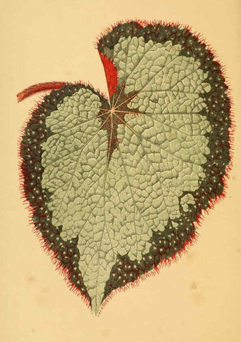 Reproducción/Reproduction 6305580679: Les plantes a feuillage coloré. v.1. Paris :Rothschild,1867-1870