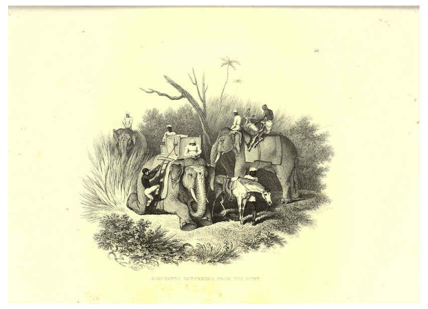 Reproducción/Reproduction 6305532893: Engravings of lions, tigers, panthers, leopards, dogs, &c. London,H.G. Bohn,1853
