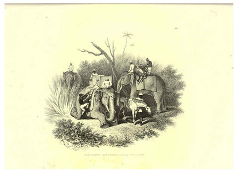 Reproducción/Reproduction 6305532893: Engravings of lions, tigers, panthers, leopards, dogs, &c. London,H.G. Bohn,1853